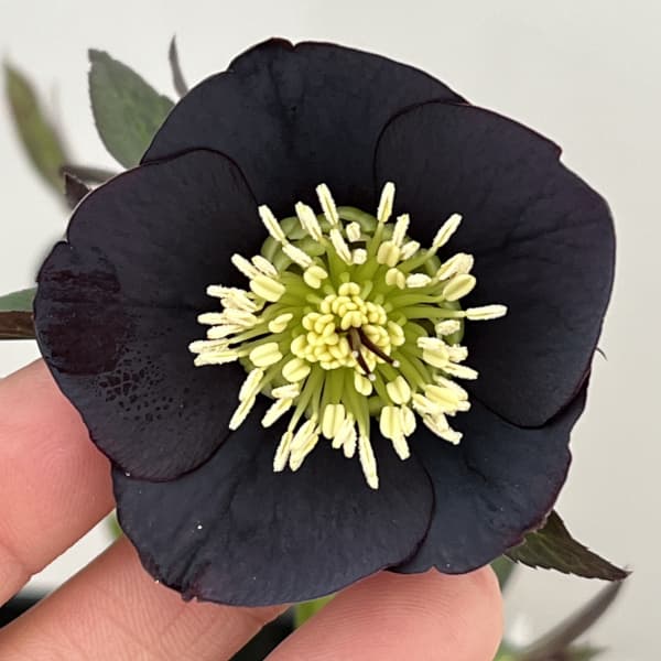 クリスマスローズ：セレクトシングル26-33／1.5Lポット【現品販売】