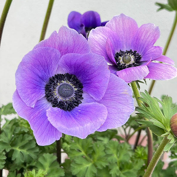 アネモネ：ミストラル アジュール（パープル系）3-3.5号ポット 3株セット