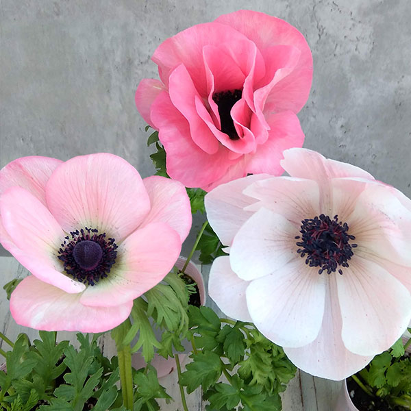 アネモネ：ミストラル　ローサチアロ（ピンク系）3-3.5号ポット 6株セット