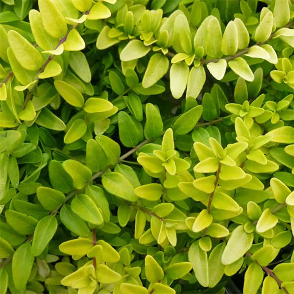 ロニセラ：バケッセンスゴールド4号ポット