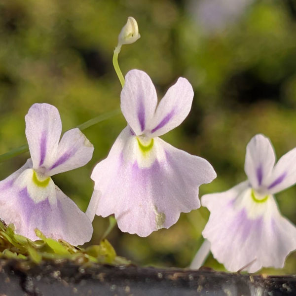 ウサギゴケ（兎苔）2号ポット