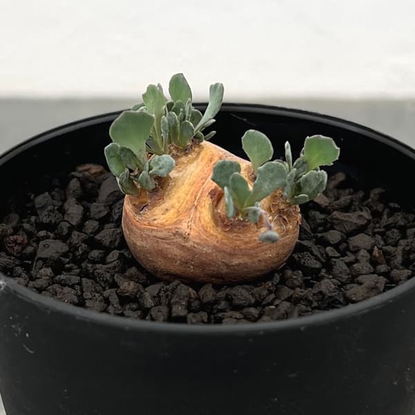 オトンナ：カカリオイデス　3号鉢植え