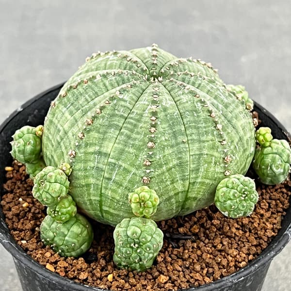 ユーフォルビア：子吹きシンメトリカ　3号鉢植え