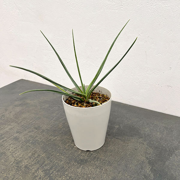 ドラセナ：セルラータ　4号鉢植え（26-02）