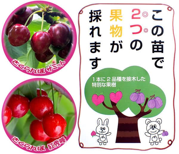 ペアフルーツ：サクランボ（サミットと紅秀峰）7号鉢植え