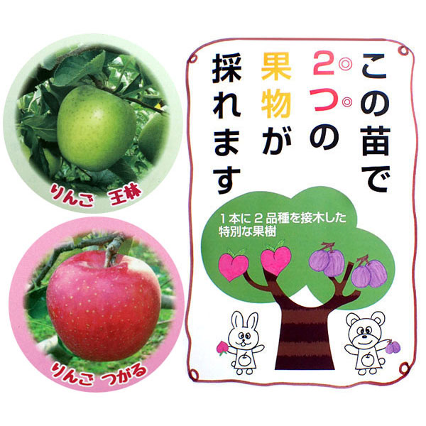 ペアフルーツ：リンゴ（王林と津軽）7号鉢植え