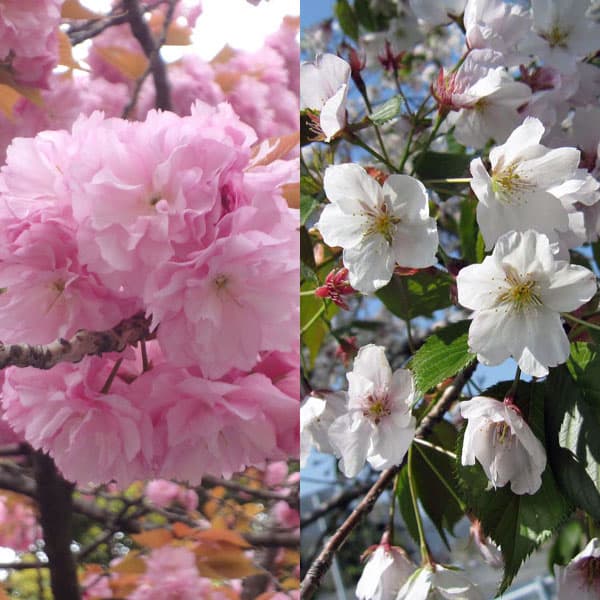 ペアフラワー：サクラ（関山桜と染井吉野）7号鉢植え