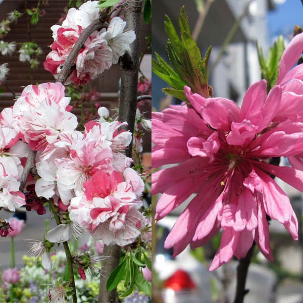 ペアフラワー：ハナモモ（源平シダレと菊桃）7号鉢植え