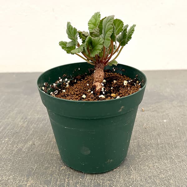 園芸ネット本店｜ペラルゴニウム：ロバツムフォーム1 3.5号鉢植え の
