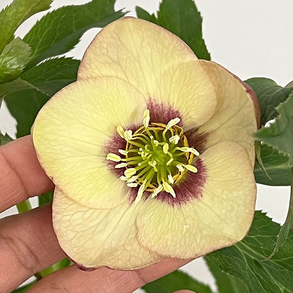 杉光園芸さんのクリスマスローズ：Ｆｒｅｅｄａ（フリーダ）26-02／4号ポット【現品販売】