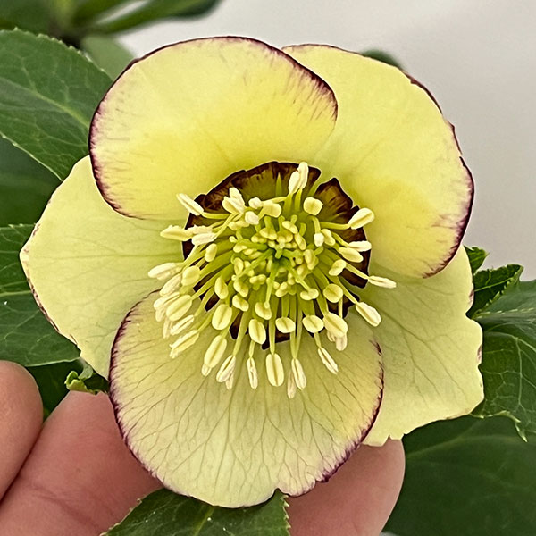 杉光園芸さんのクリスマスローズ：Ｆｒｅｅｄａ（フリーダ）26-03／4号ポット【現品販売】