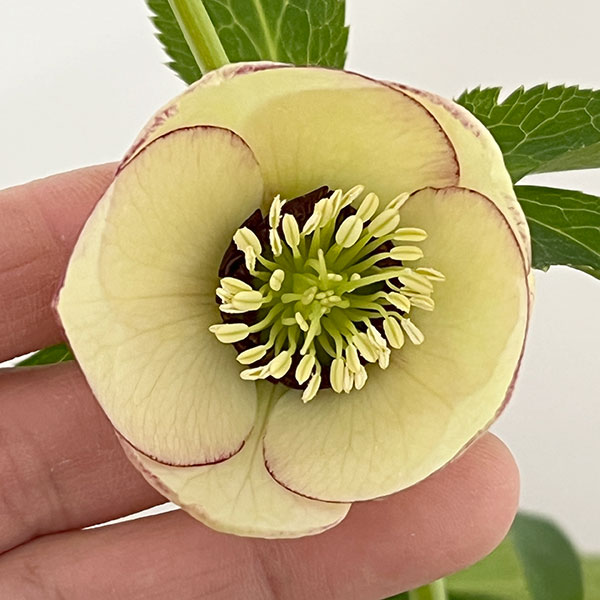 杉光園芸さんのクリスマスローズ：Ｆｒｅｅｄａ（フリーダ）26-04／4号ポット【現品販売】