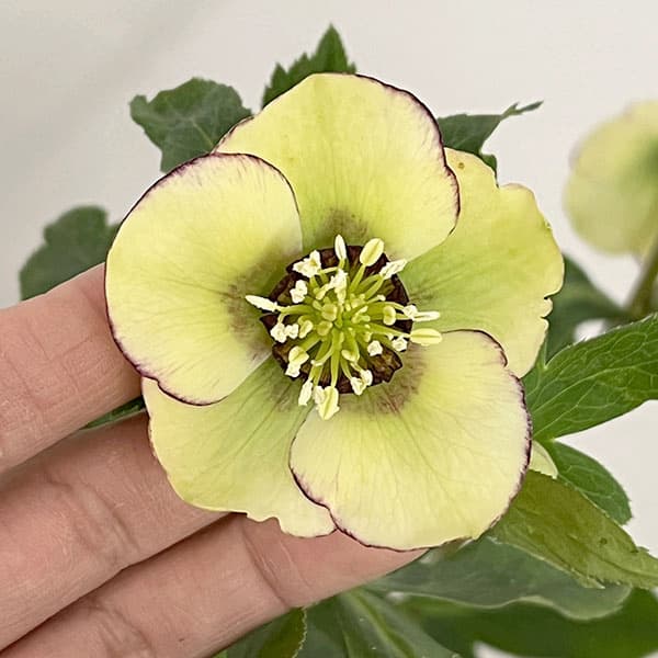 杉光園芸さんのクリスマスローズ：Ｆｒｅｅｄａ（フリーダ）26-05／4号ポット【現品販売】