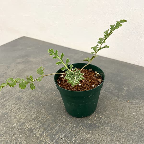 ペラルゴニウム：ラドゥリフォリウム　3.5号鉢植え