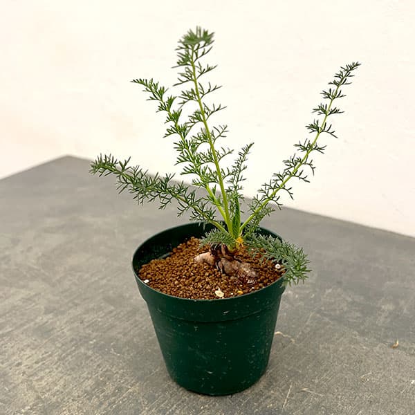 ペラルゴニウム：アウリツム　3.5号鉢植え