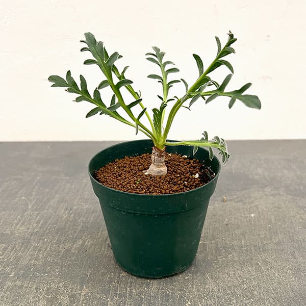 ペラルゴニウム：ラパセウム ピンク　3.5号鉢植え