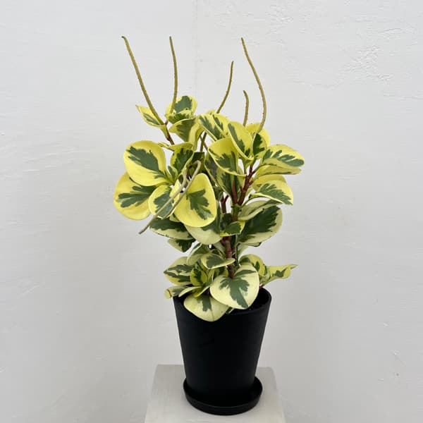 ぺぺロミア ：sp.斑入り　6号鉢植え