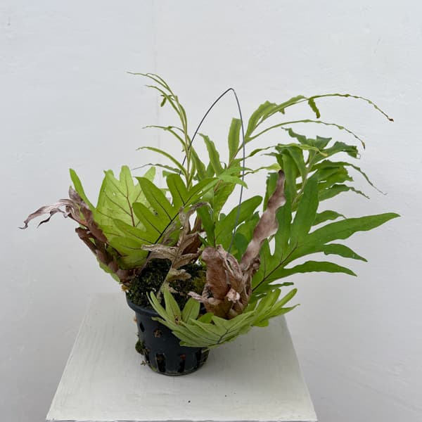 ドリナリア：プレウリディオイデス 3号吊り鉢