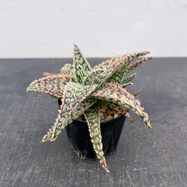 アロエ：オリジナルハイブリット　3号鉢植え26-01