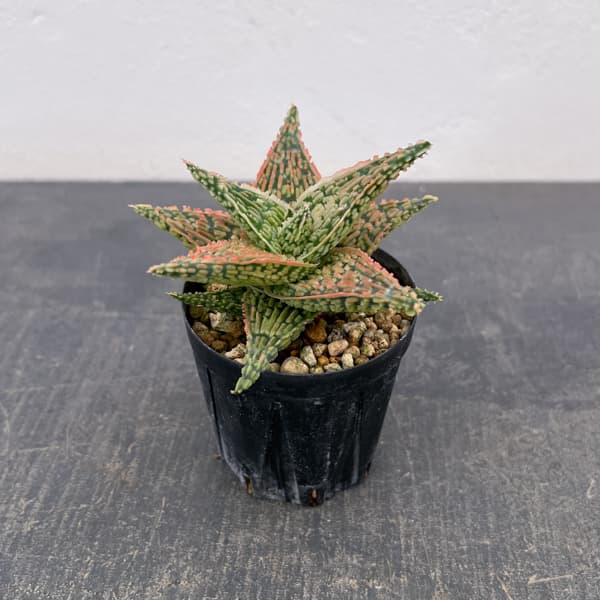 アロエ：オリジナルハイブリット　3号鉢植え26-05