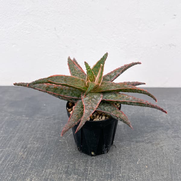 アロエ：オリジナルハイブリット　3号鉢植え26-06