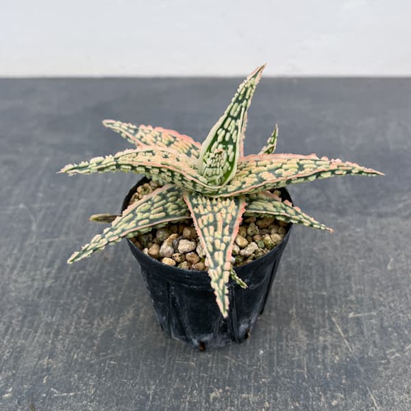 アロエ：オリジナルハイブリット　3号鉢植え26-07