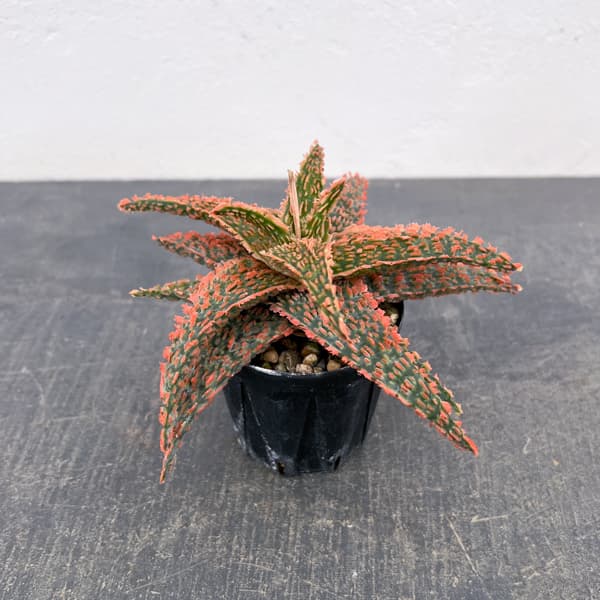 アロエ：オリジナルハイブリット　3号鉢植え26-09