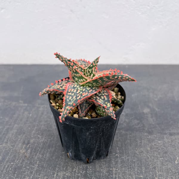 アロエ：オリジナルハイブリット　3号鉢植え26-10