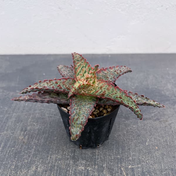 アロエ：オリジナルハイブリット　3号鉢植え26-11