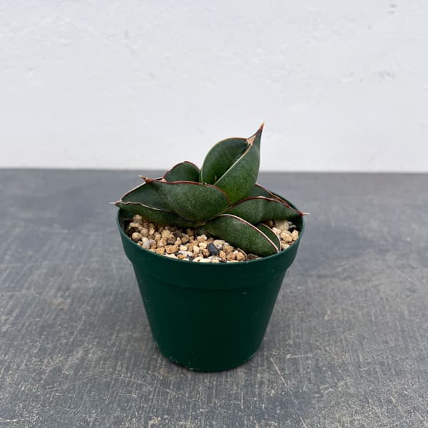 サンスベリア：オペラハウス　3号鉢植え