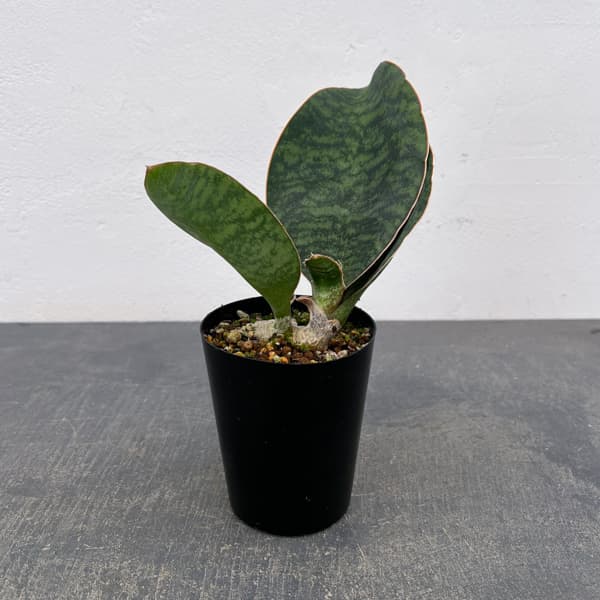 サンセベリア：マッソニアーナ  3号ポット26-01