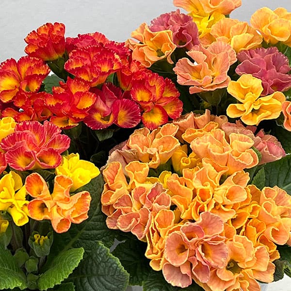 プリムラ ：ハートカクテル　オレンジ系　2.5号ポット