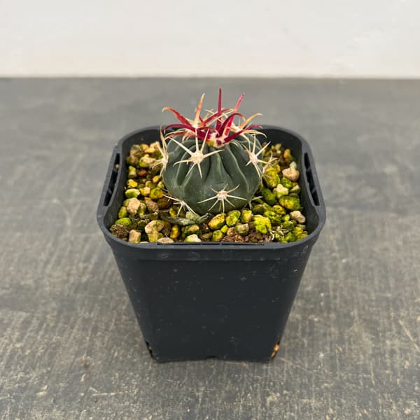 サボテン：日の出丸　3号鉢植え*