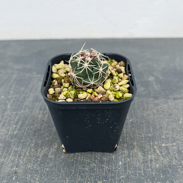 サボテン：テロカクタス　紅鷹　3号鉢植え