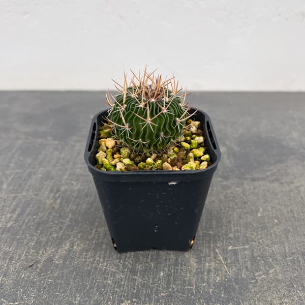 サボテン：ステノカクタス 　千波万波（センパバンパ）　3号鉢植え
