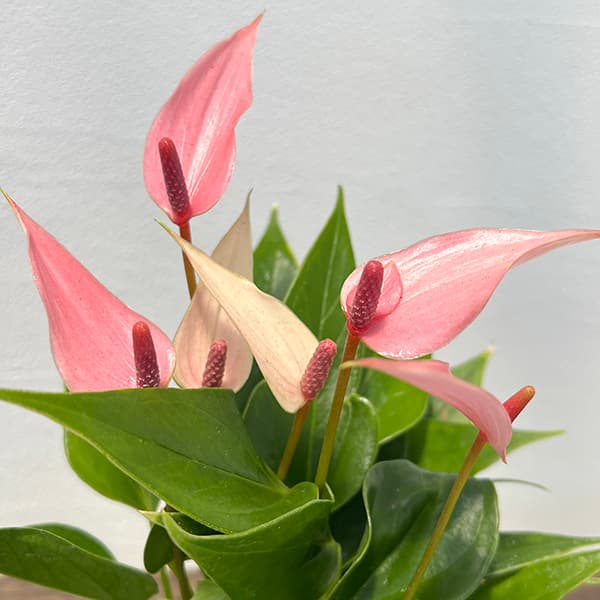 アンスリウム：リリー　2号ポット