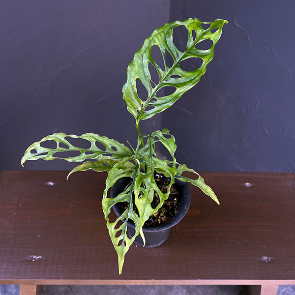 モンステラ：オブリクア　ペルー　3号鉢植え