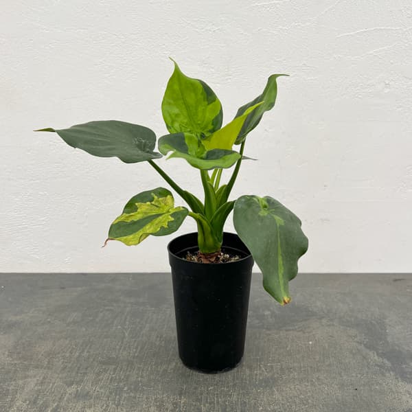 アロカシア：ククラータ（シマクワズイモ）　斑入り　3号鉢植え