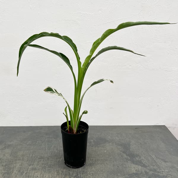 カンナ：白斑入り　3号鉢植え