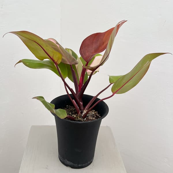 フィロデンドロン：ピンクプリンセス　4号鉢植え26-01