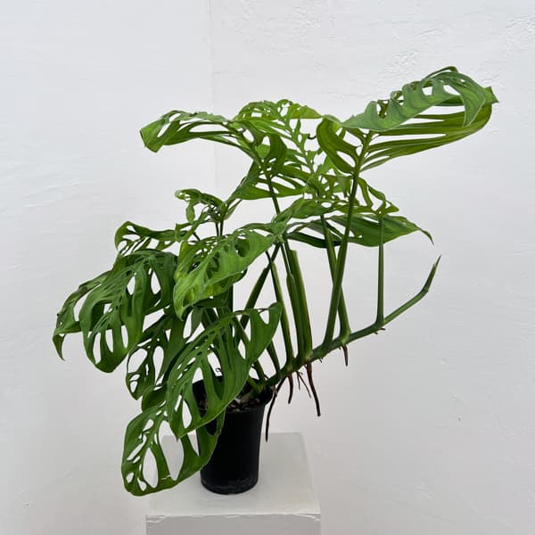 モンステラ：エピプレムノイデス　エスケレート　4号鉢植え26-01