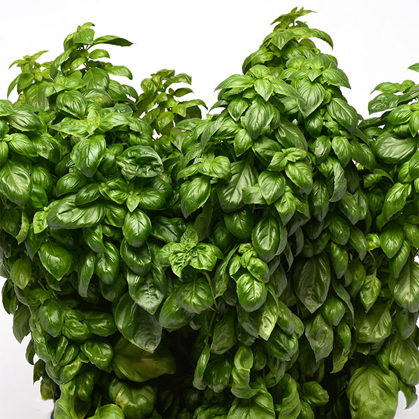 イタリアンハーブ：バジル　ジュノベーゼ3.5号ポット