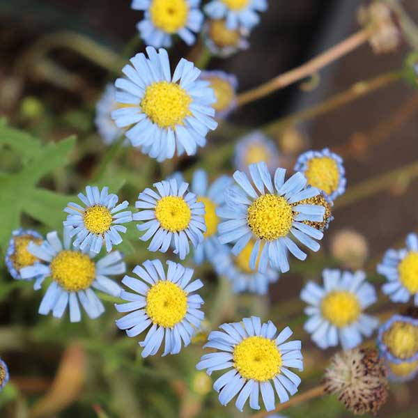 キングフィッシャー デージー3.5号ポット（エフメールナガモリさん生産株）