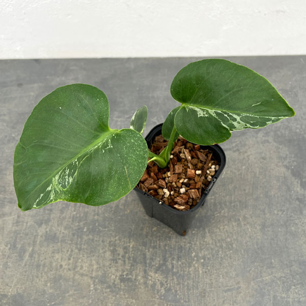 モンステラ：デリシオーサ バルバソー 3.5号ポット26-02