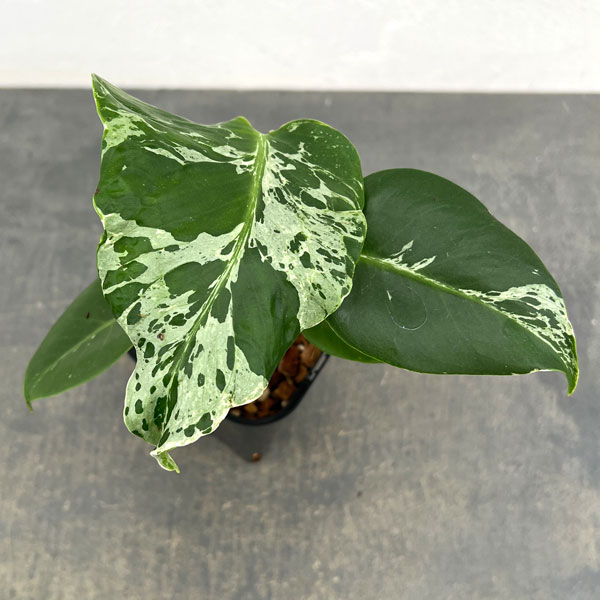 モンステラ：デリシオーサ バルバソー 3.5号ポット26-04