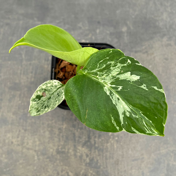 モンステラ：デリシオーサ バルバソー 3.5号ポット26-06