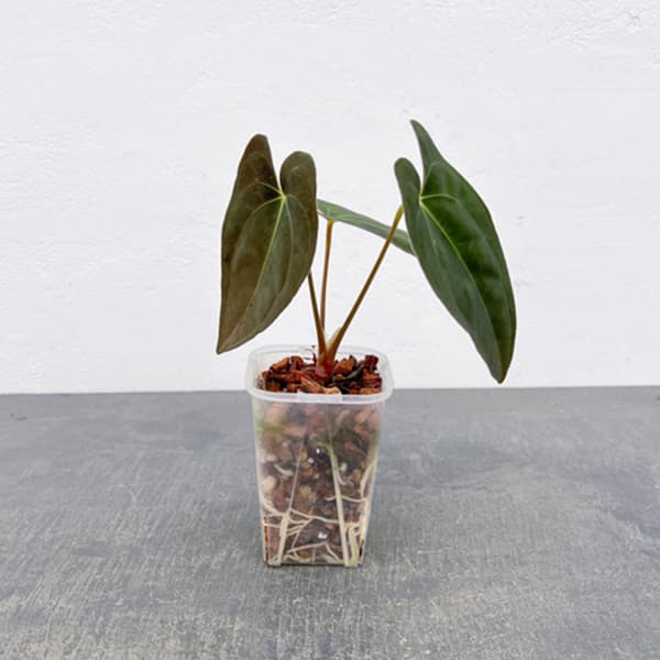 アンスリウム：パピリラリナム　3号ネガミエル×ねこチップ植え