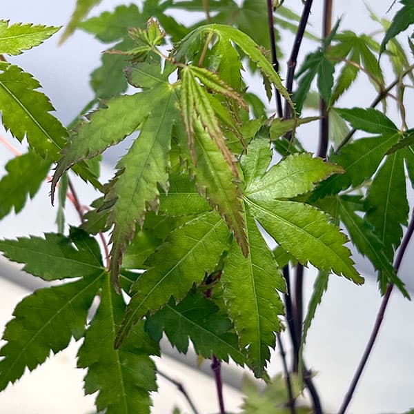 モミジ（カエデ）：イロハモミジ実生林仕立て鉢植え