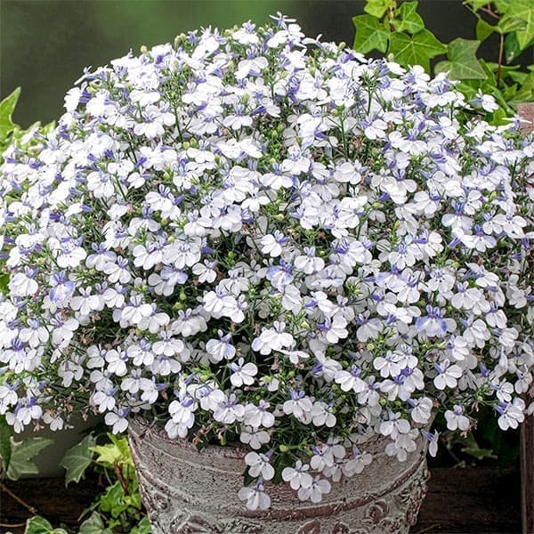 [26年4月上旬予約]ロベリア：スカイオーシャン11cmポット