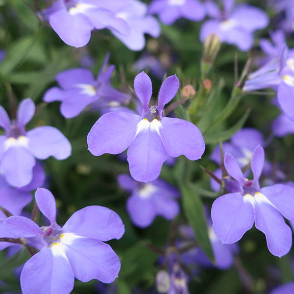 ロベリア：レオン　ミニブルー11cmポット 6株セット